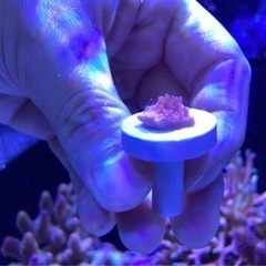 ウスコモンフラグ⑥（sps サンゴ ミドリイ 海水魚 水槽）の画像