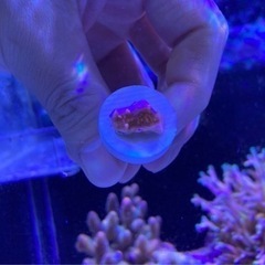 ウスコモンフラグ⑦（sqs サンゴ ミドリイ 海水魚 水槽）の画像