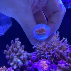 ウスコモンフラグ⑦（sqs サンゴ ミドリイ 海水魚 水槽）の画像