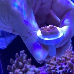 ウスコモンフラグ⑦（sqs サンゴ ミドリイ 海水魚 水槽）の画像