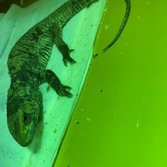 サバンナモニター(里親決まりました)