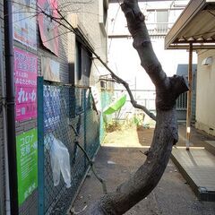 紅葉の木の移植