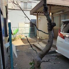 紅葉の木の移植 - 江東区