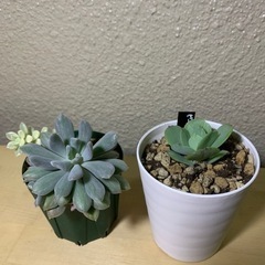 多肉植物　斑入り