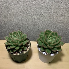 多肉植物　エケベリア1