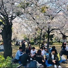 桜を見る会🌸