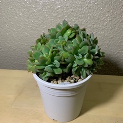 多肉植物　エケベリア2