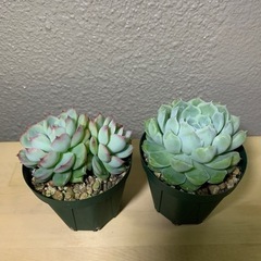 多肉植物　エケベリア3