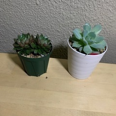 多肉植物　エケベリア4