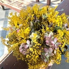 ピンクの紫陽花　ミナヅキ紫陽花の画像