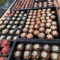 韓国多肉植物　¥250から
