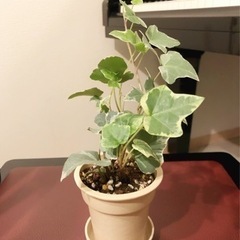観葉植物　へデラヘリックス・グレーシャー（アイビー）③　23cm...