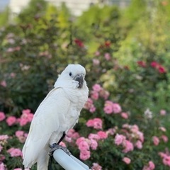 鳥飼さん、エキゾチックさん、ペットと一緒に公園で楽しみませんか？