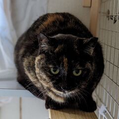 サビ柄の女の子　かなりのビビリ - 猫