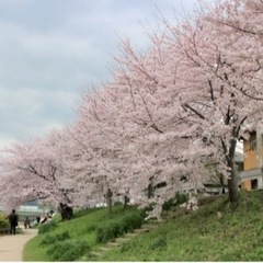 京都でお花見🌸3/27(日) - 京都市