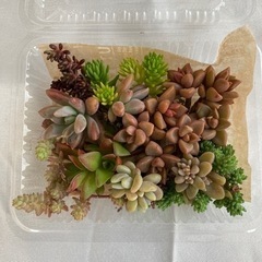 多肉植物③