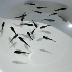 メダカ　サタンレッドテール　画像の個体　①の画像