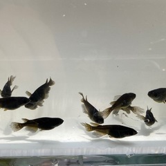 メダカ　サタンレッドテール　画像の個体　③の画像