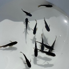 メダカ　サタンレッドテール　画像の個体　③の画像