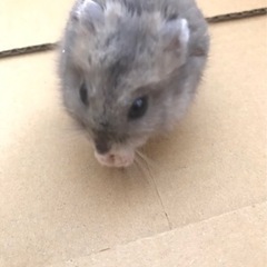 ジャンガリアンハムスター　里親様募集しています