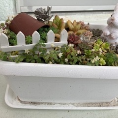 うさぎさんのお庭（寄せ植え）→値下げしました！