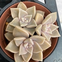 朧月