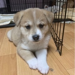 保護犬ボランティア