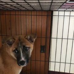 4カ月の雑種　子犬　予定の方がキャンセルのため再募集します