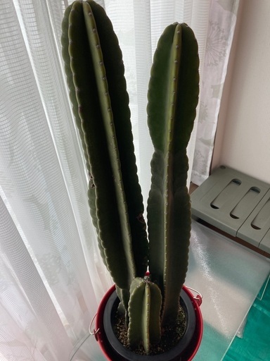 柱　サボテン　?　3本　立派です　赤ブリキ　バケツ　多肉植物