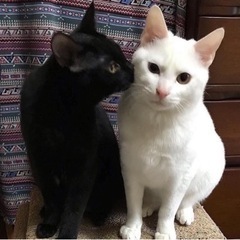 穏やかで優しい黒猫ちゃん♀