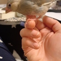文鳥の雛　里親様決まりました。ありがとうございました！