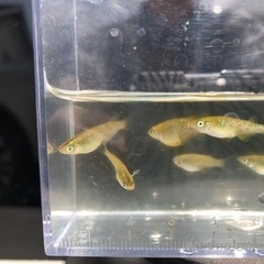 現物ラメメダカ８匹若魚雄雌セット