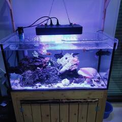 海水魚　セット