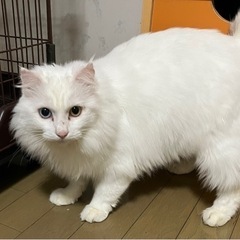 3歳の男のこ