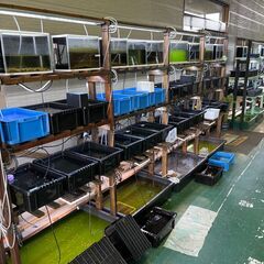 メダカ　エサ　　おとひめ　B2　　100ｇ　　日清丸紅飼料　　メダカの餌　の画像