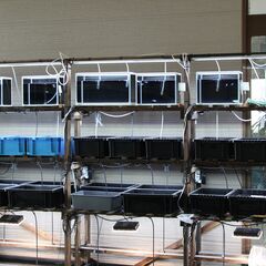 メダカ　エサ　　アンブローズ　400　　100ｇ　　フィードワン　　メダカの餌の画像