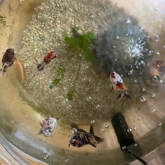 金魚もらって下さい　金魚6匹　ヒドジョウ1匹　大阪府交野市の画像