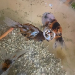 金魚もらって下さい　金魚6匹　ヒドジョウ1匹　大阪府交野市の画像