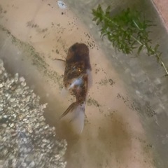 金魚もらって下さい　金魚6匹　ヒドジョウ1匹　大阪府交野市の画像