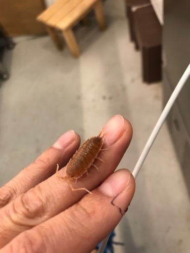 ダンゴムシ、ワラジムシまとめ売り