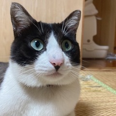 飼い猫探してます