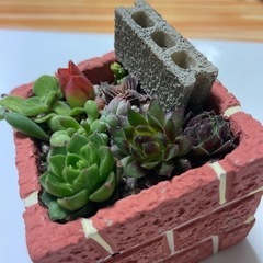 多肉植物