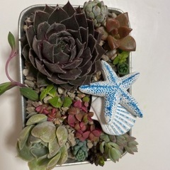 多肉植物寄せ植えの画像