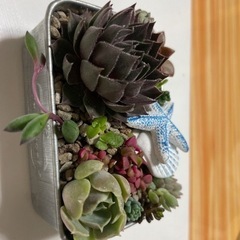 多肉植物寄せ植えの画像