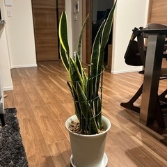 観葉植物　サンスベリア　観葉植物　グリーン