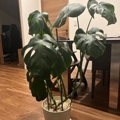 モンステラ　観葉植物　グリーン