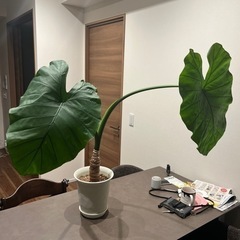 クワズイモ　観葉植物　グリーン