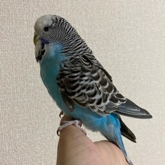 ジャンボセキセイインコ