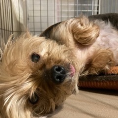 ヨークシャテリア(ネネ) - 犬
