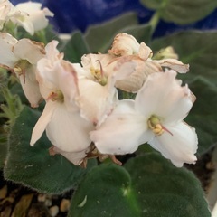 口　兄　セントポーリア　可愛　山野草　観葉植物　ガーベラ　リコリ...
